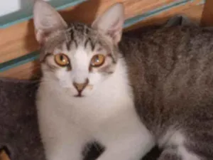 Gato raça SRD idade 1 ano nome Lia