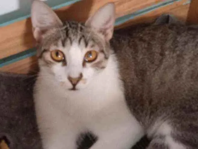 Gato ra a SRD idade 1 ano nome Lia