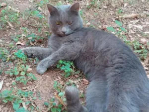 Gato raça Cinza e uma preta idade 1 ano nome Florzinha, Cinzinha 