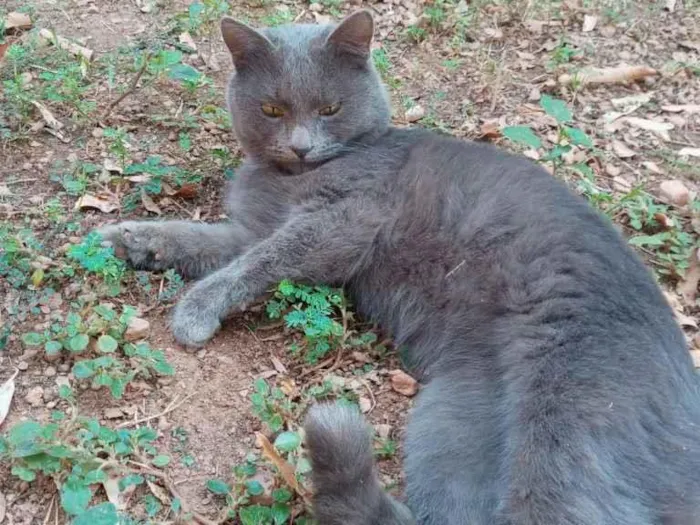 Gato ra a Cinza e uma preta idade 1 ano nome Florzinha, Cinzinha 