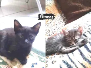 Gato raça raciado idade 2 a 6 meses nome Nao tem nome ainda