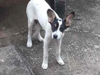 Cachorro raça Viralata idade 2 a 6 meses nome Caçada 