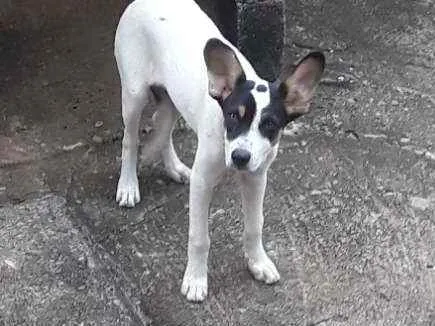 Cachorro ra a Viralata idade 2 a 6 meses nome Caçada 