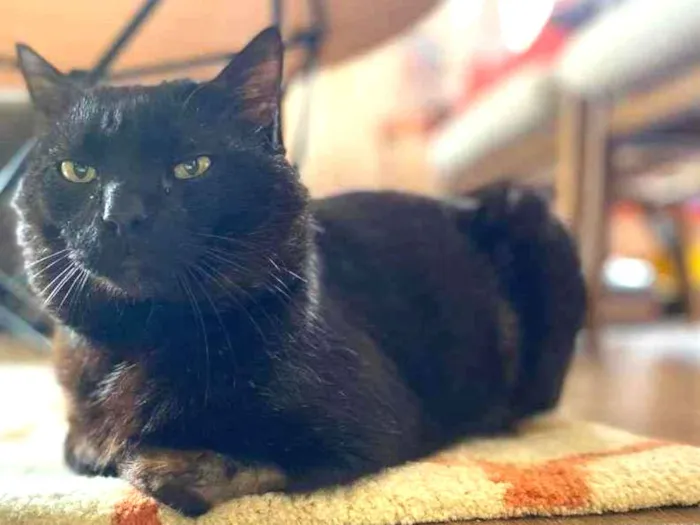 Gato ra a SRD idade 2 anos nome Oreo