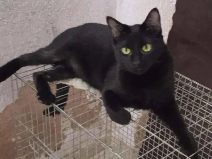 Gato ra a SRD idade 2 anos nome Paçoca