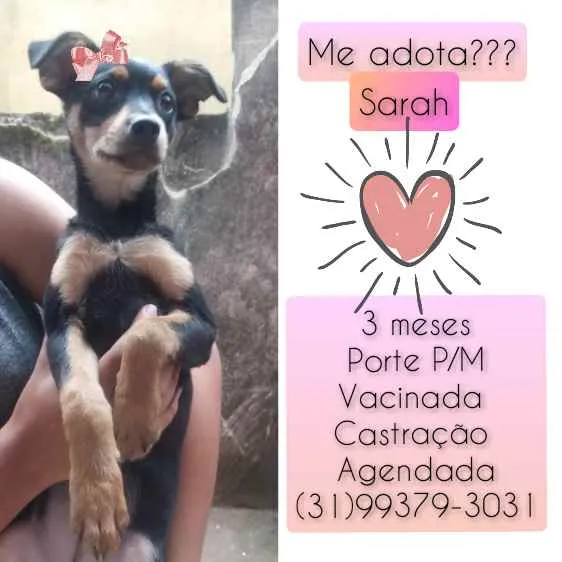 Cachorro raça SRD idade 2 a 6 meses nome Sarah