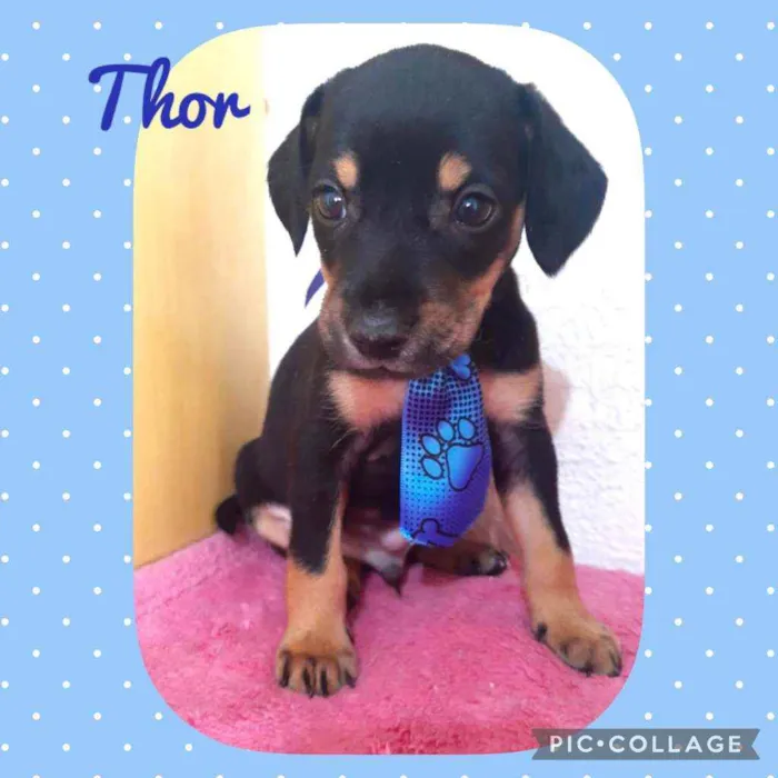 Cachorro raça SRD  idade Abaixo de 2 meses nome Thor 