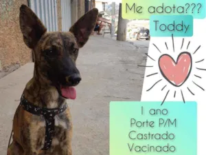 Cachorro raça SRD idade 1 ano nome Toddy