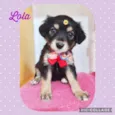 Cachorro raça SRD  idade Abaixo de 2 meses nome Lola