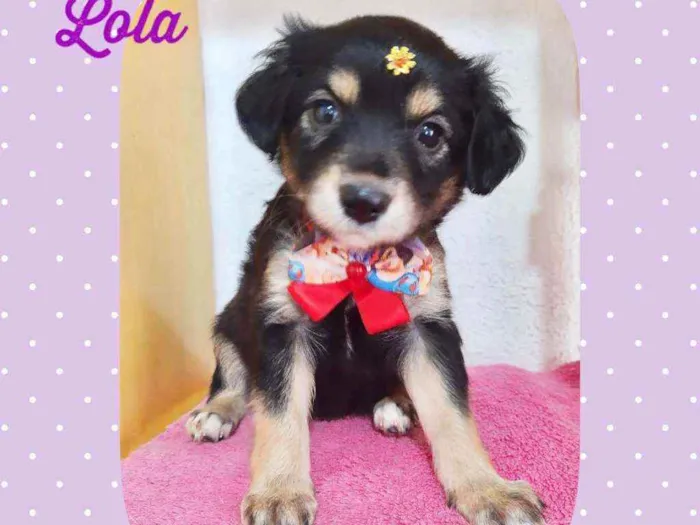 Cachorro raça SRD  idade Abaixo de 2 meses nome Lola