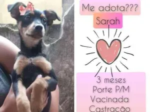 Cachorro raça SRD idade 2 a 6 meses nome Sarah