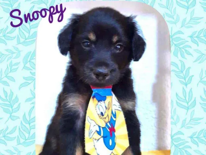 Cachorro raça SRD  idade Abaixo de 2 meses nome Snoopy 