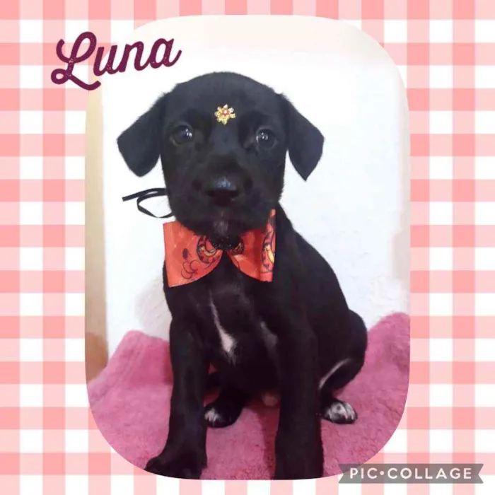 Cachorro raça SRD  idade Abaixo de 2 meses nome Luna 
