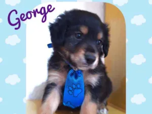 Cachorro raça SRD  idade Abaixo de 2 meses nome George 