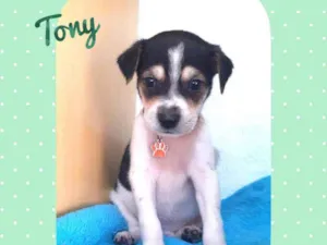 Cachorro raça SRD  idade Abaixo de 2 meses nome Tony