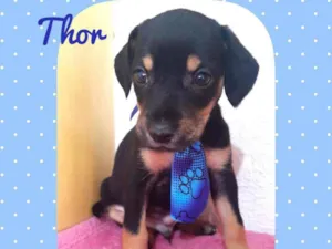 Cachorro raça SRD  idade Abaixo de 2 meses nome Thor 