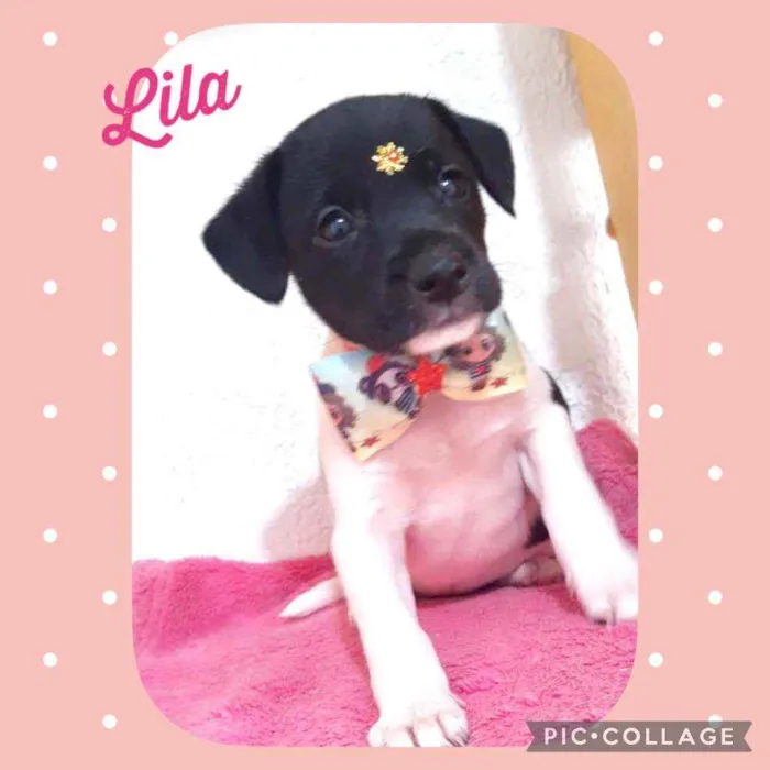 Lila