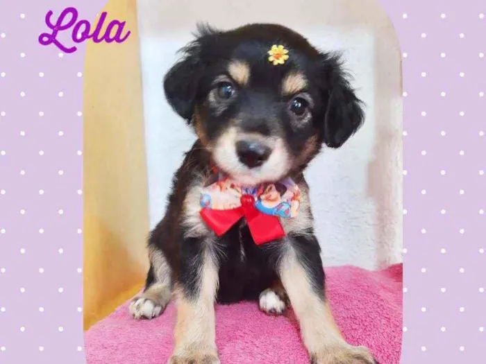Cachorro raça SRD  idade Abaixo de 2 meses nome Lola