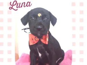 Cachorro raça SRD  idade Abaixo de 2 meses nome Luna 