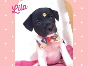 Cachorro raça SRD  idade Abaixo de 2 meses nome Lila