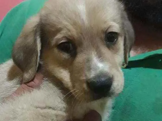 Cachorro raça Srd idade 2 a 6 meses nome Kin