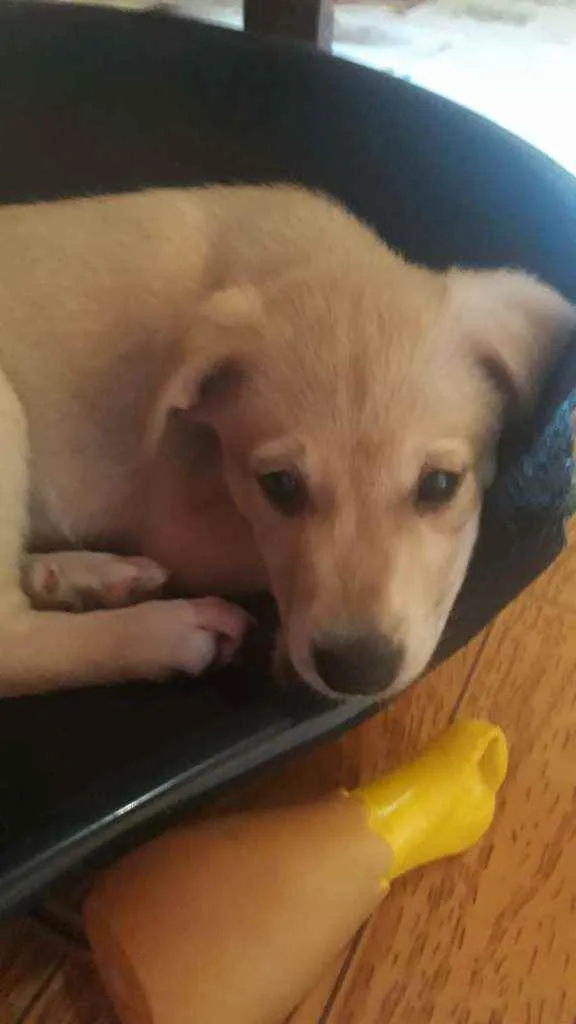 Cachorro raça Srd idade 2 a 6 meses nome Keiko