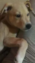 Cachorro raça Srd idade 2 a 6 meses nome Keiko