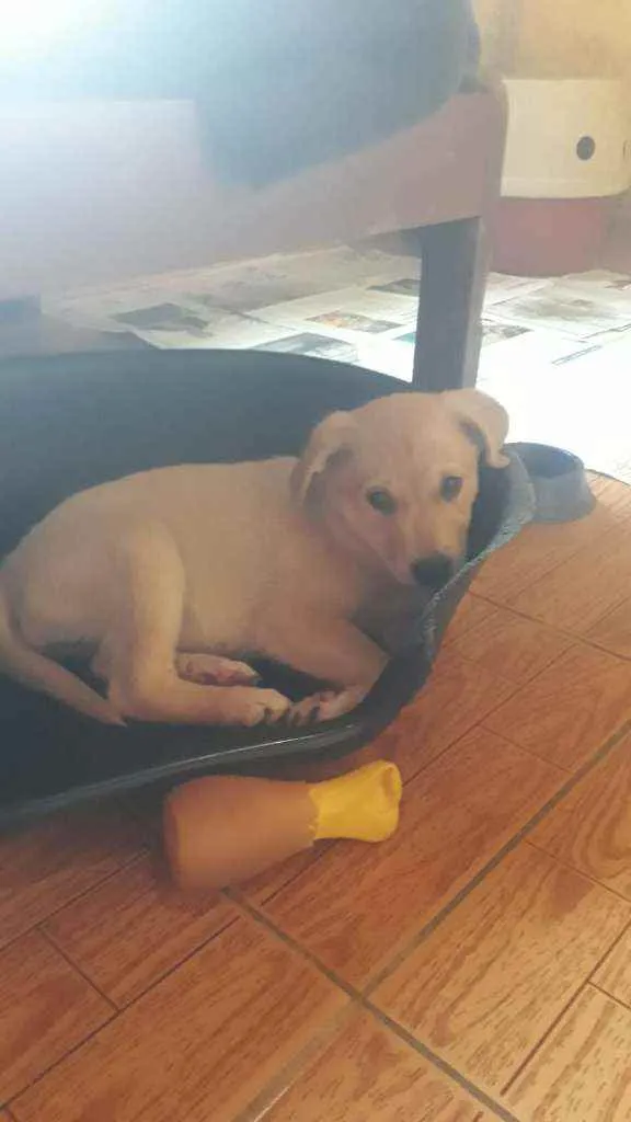 Cachorro raça Srd idade 2 a 6 meses nome Keiko