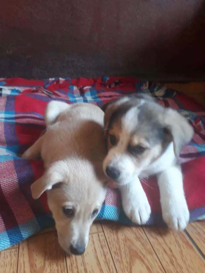 Cachorro raça Srd idade 2 a 6 meses nome Keiko