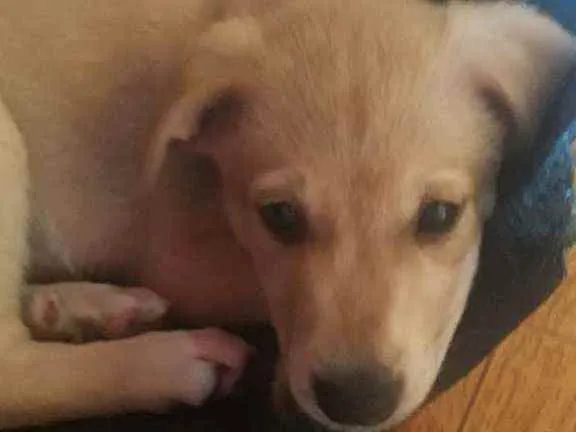 Cachorro raça Srd idade 2 a 6 meses nome Keiko