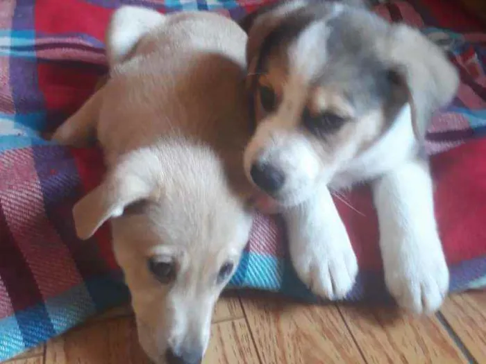 Cachorro raça Srd idade 2 a 6 meses nome Keiko