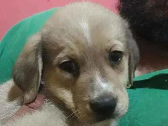Cachorro raça Srd idade 2 a 6 meses nome Kin