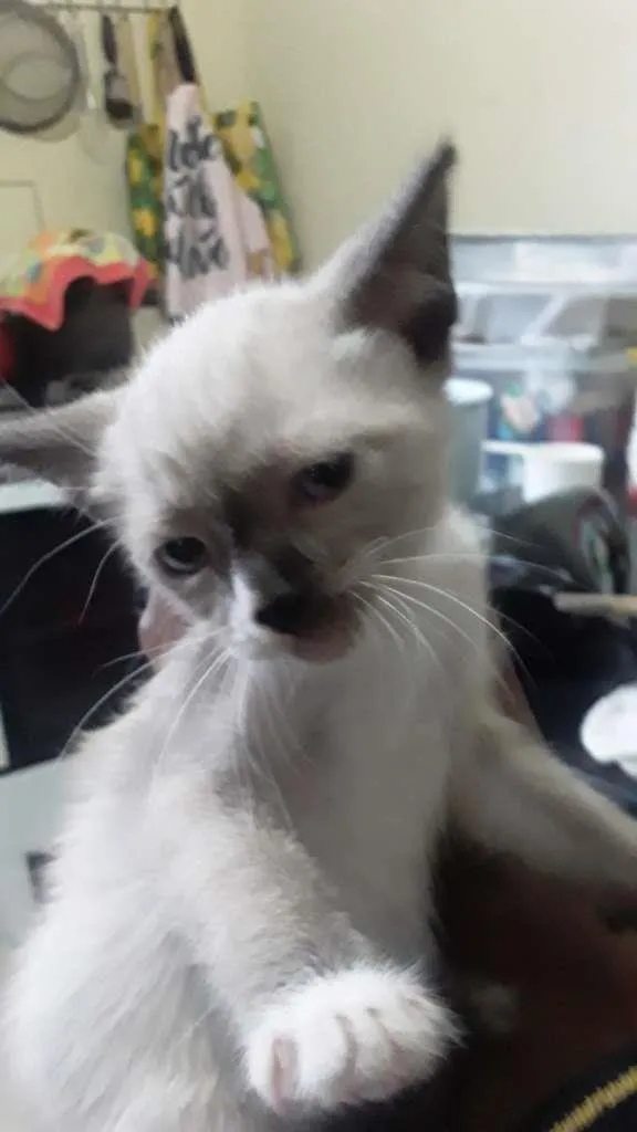 Gato ra a Siamês idade Abaixo de 2 meses nome Albino