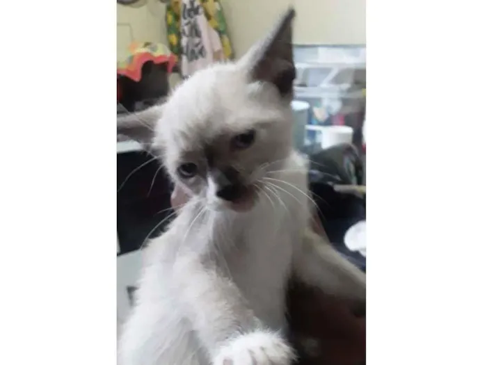 Gato ra a Siamês idade Abaixo de 2 meses nome Albino