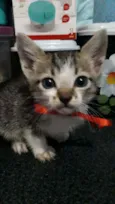 Oliver