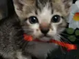 Oliver
