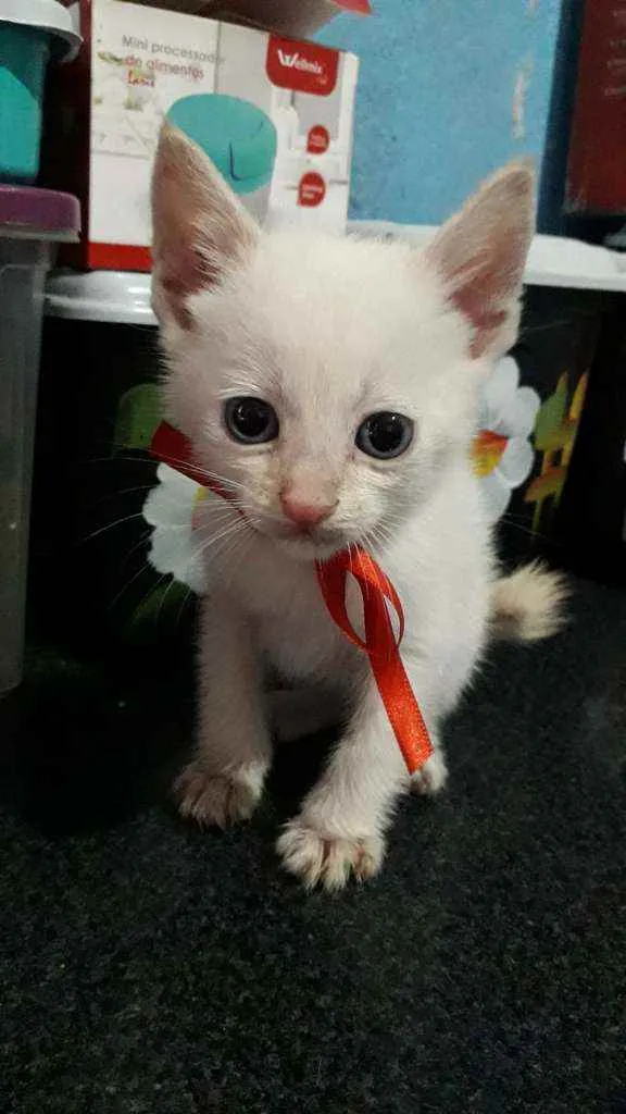 Gato ra a SRD idade Abaixo de 2 meses nome Pierrô