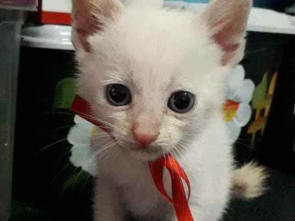 Gato ra a SRD idade Abaixo de 2 meses nome Pierrô