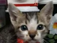 Oliver