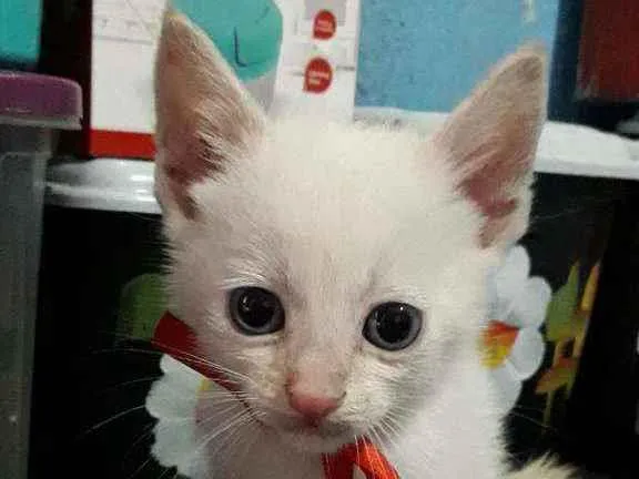 Gato ra a SRD idade Abaixo de 2 meses nome Pierrô