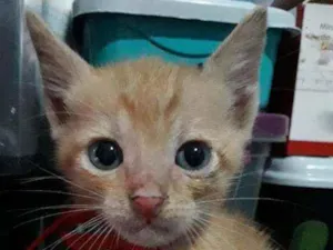 Gato raça SRD idade Abaixo de 2 meses nome Logan