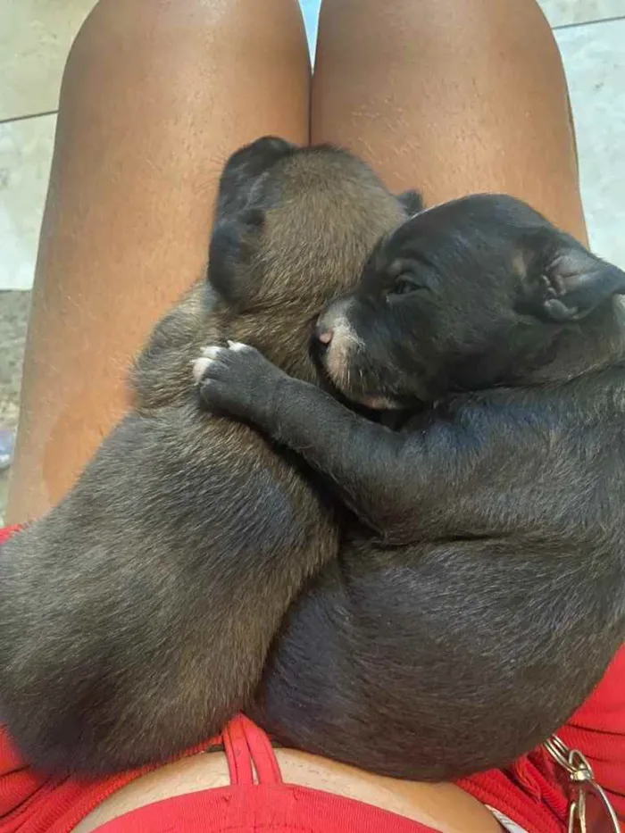 Cachorro raça Srd idade Abaixo de 2 meses nome Sasha