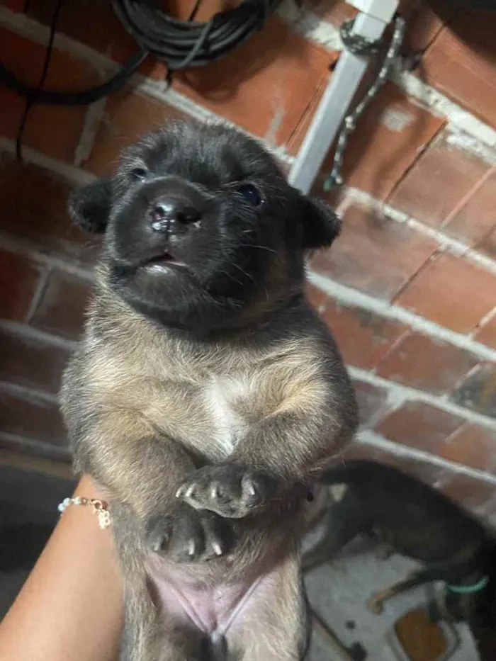 Cachorro raça Srd idade Abaixo de 2 meses nome Sasha
