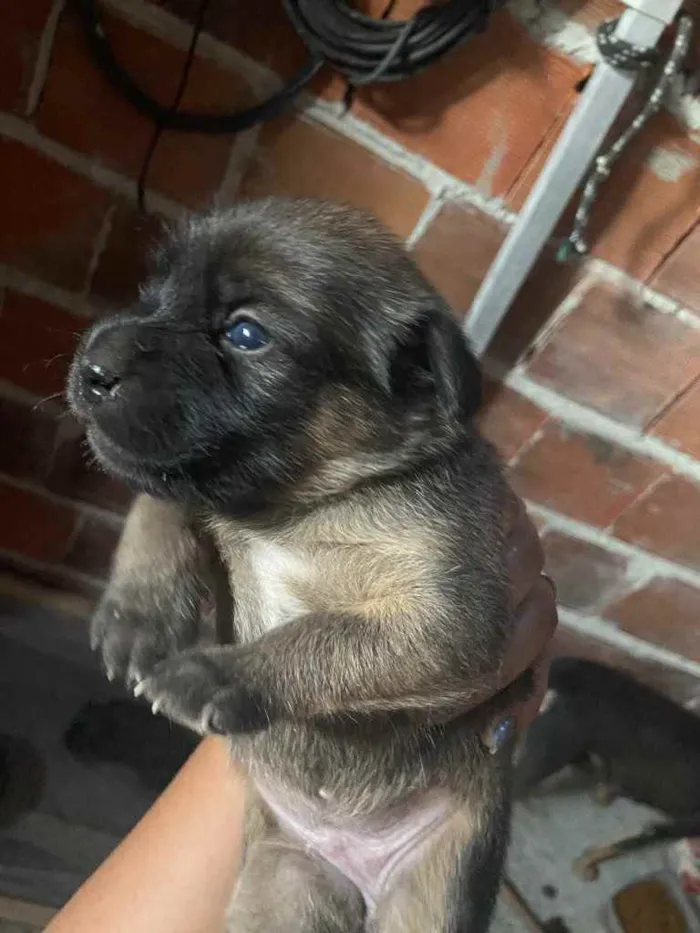 Cachorro raça Srd idade Abaixo de 2 meses nome Sasha