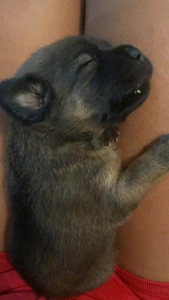 Cachorro raça Srd idade Abaixo de 2 meses nome Sasha