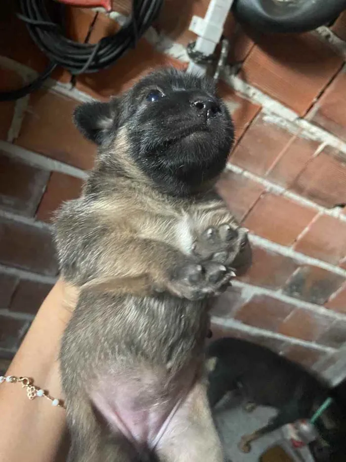 Cachorro raça Srd idade Abaixo de 2 meses nome Sasha