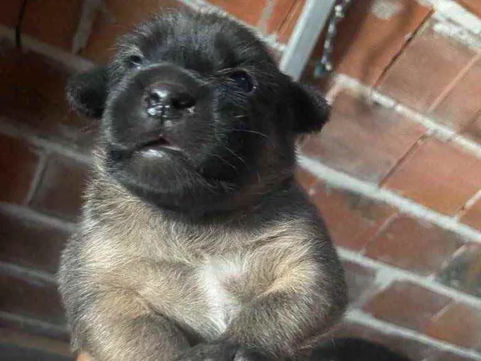 Cachorro raça Srd idade Abaixo de 2 meses nome Sasha