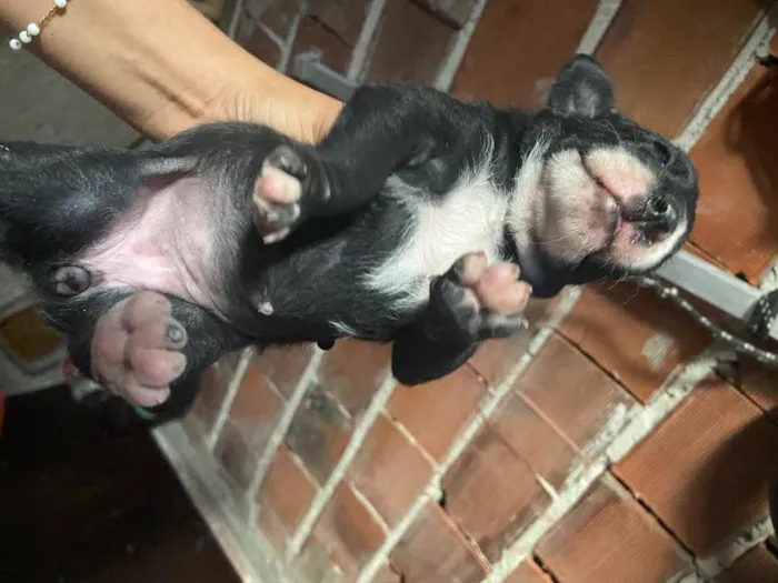 Cachorro raça Srd idade Abaixo de 2 meses nome Cristal