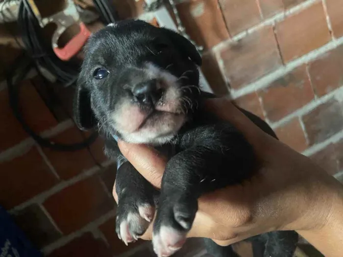 Cachorro raça Srd idade Abaixo de 2 meses nome Cristal