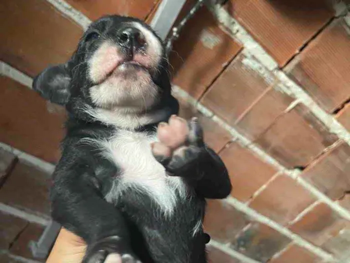 Cachorro raça Srd idade Abaixo de 2 meses nome Cristal